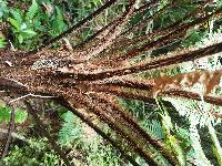 Dicksonia squarrosa image
