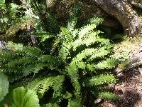 Austroblechnum durum image