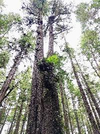 Polypodium scouleri image