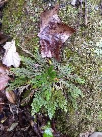 Selaginella novoleonensis image