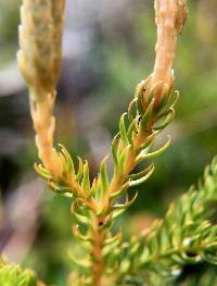 Austrolycopodium fastigiatum image