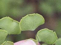 Adiantum jordanii image