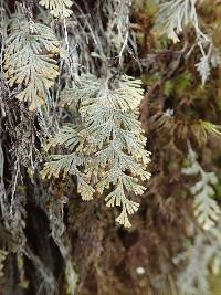 Hymenophyllum malingii image