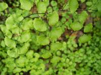 Adiantum jordanii image