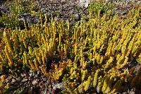 Austrolycopodium fastigiatum image