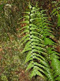 Asplenium dissectum image