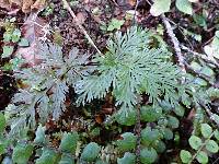 Leptopteris hymenophylloides image