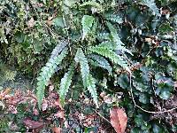 Austroblechnum membranaceum image