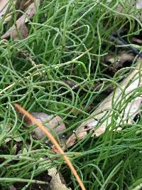 Equisetum scirpoides image