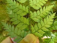 Polystichum neozelandicum image