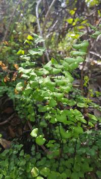 Adiantum jordanii image