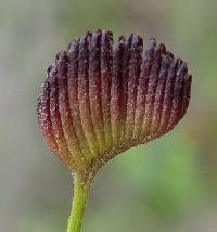 Schizaea pectinata image