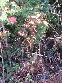 Osmunda regalis subsp. spectabilis image