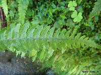 Austroblechnum membranaceum image