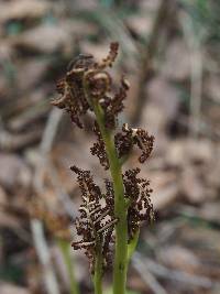 Sceptridium japonicum image