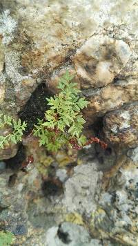 Cheilanthes deltoidea image