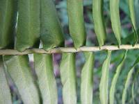 Blechnum punctulatum image