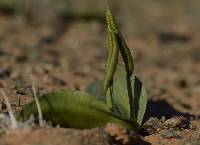 Ophioglossum polyphyllum image