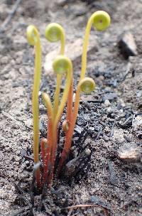 Schizaea tenella image