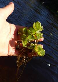 Salvinia molesta image