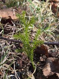 Dendrolycopodium dendroideum image