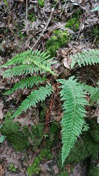 Polystichum dudleyi image