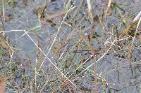 Equisetum variegatum image