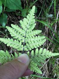 Pentagramma triangularis image