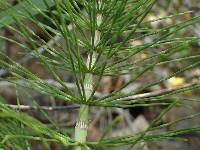 Equisetum telmateia subsp. braunii image