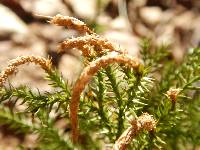 Dendrolycopodium dendroideum image