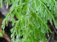 Hymenophyllum bivalve image