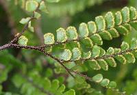 Adiantum hispidulum image