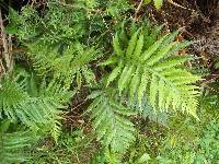 Diploblechnum fraseri image