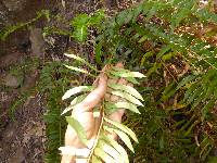 Polystichum imbricans subsp. curtum image