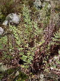 Cheilanthes sieberi image