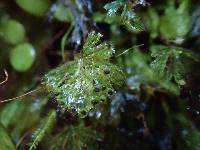 Hymenophyllum lyallii image