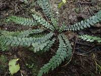 Austroblechnum membranaceum image