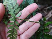 Polystichum neozelandicum image