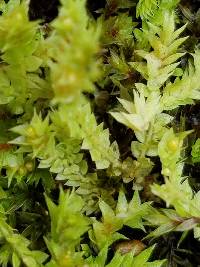 Selaginella eclipes image