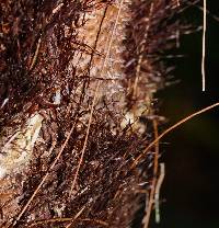Alsophila australis image