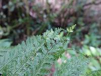 Asplenium bulbiferum image