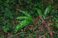 Asplenium scolopendrium image