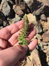 Polystichum kruckebergii image