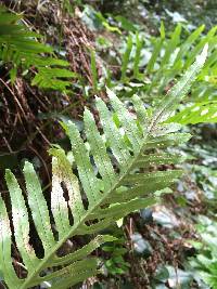 Polypodium cambricum image