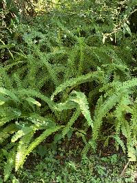 Nephrolepis cordifolia image