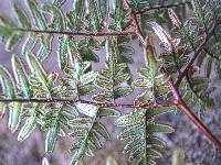 Cheilanthes quadripinnata image