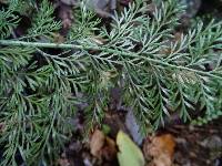 Asplenium richardii image