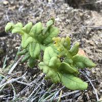 Polypodium scouleri image