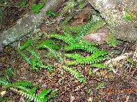 Austroblechnum penna-marina subsp. penna-marina image