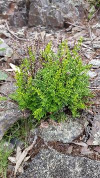 Cheilanthes sieberi image